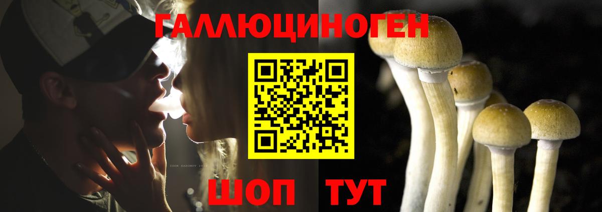 Псилоцибиновые грибы Psilocybe Оренбург
